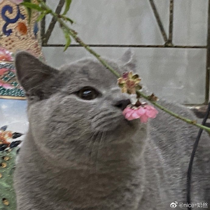 猫图片|宠物猫|猫咪|