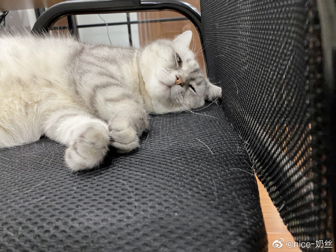 猫图片|宠物猫|猫咪|