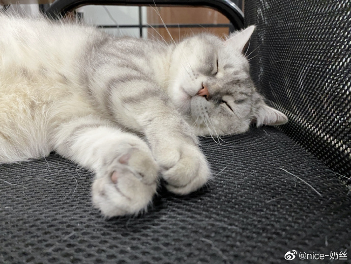 猫图片|宠物猫|猫咪|