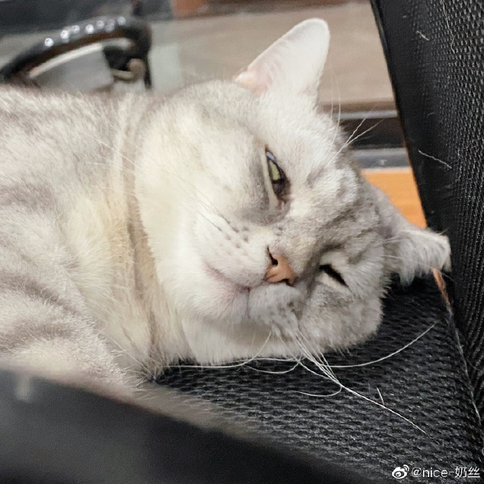 猫图片|宠物猫|猫咪|