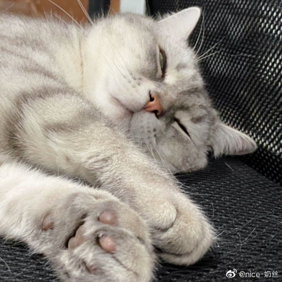 猫图片|宠物猫|猫咪|