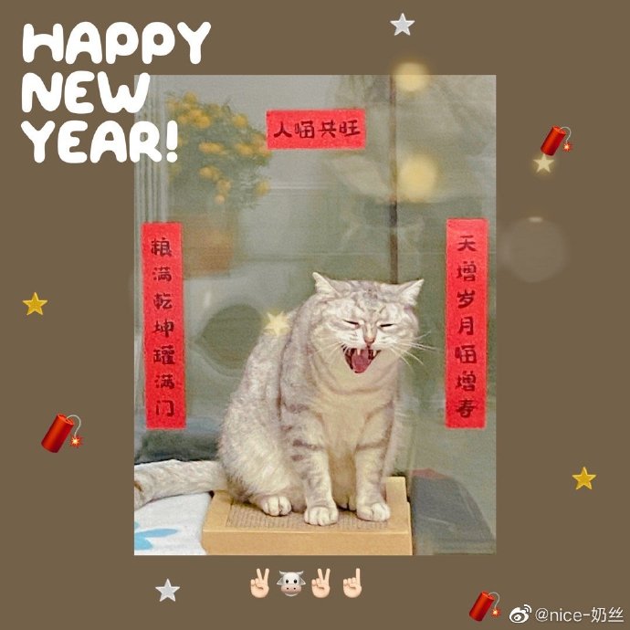 猫图片|宠物猫|猫咪|