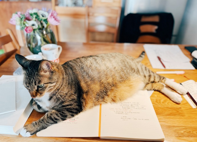 猫图片|宠物猫|猫咪|