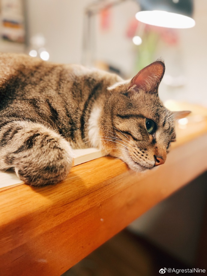 猫图片|宠物猫|猫咪|