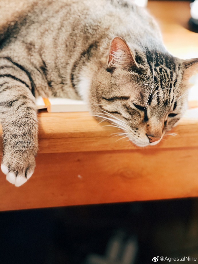 猫图片|宠物猫|猫咪|