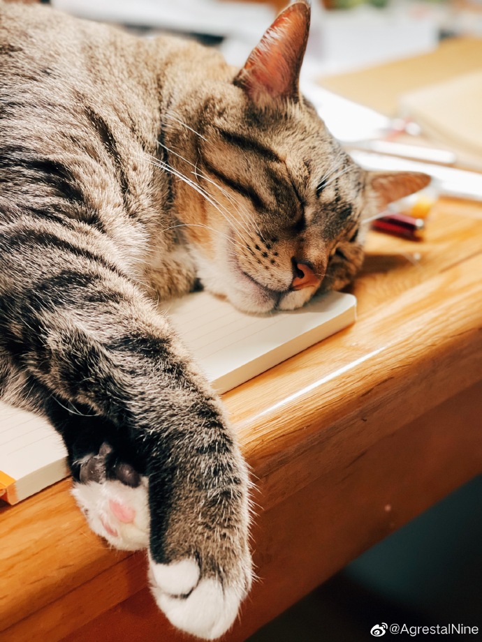 猫图片|宠物猫|猫咪|