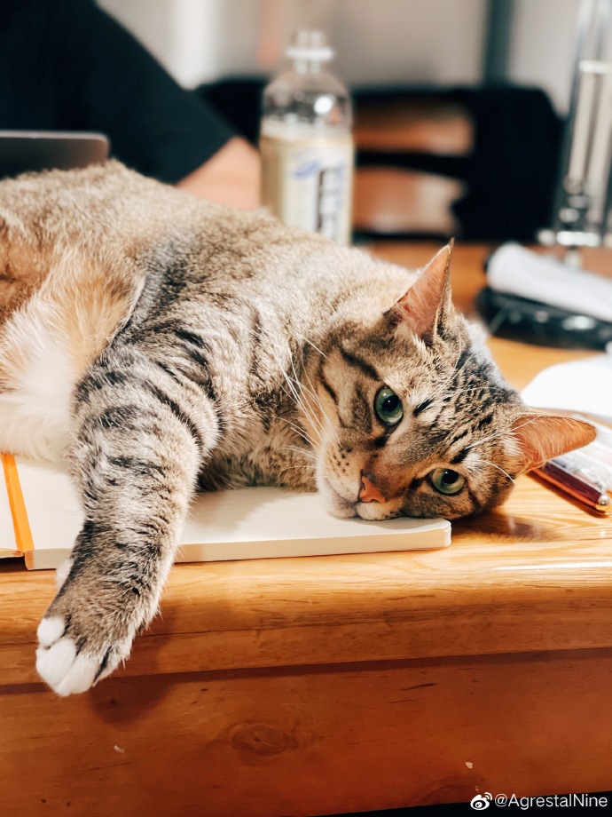 猫图片|宠物猫|猫咪|