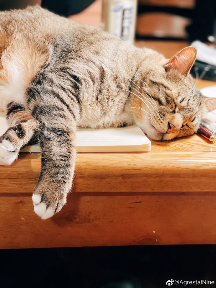 猫图片|宠物猫|猫咪|