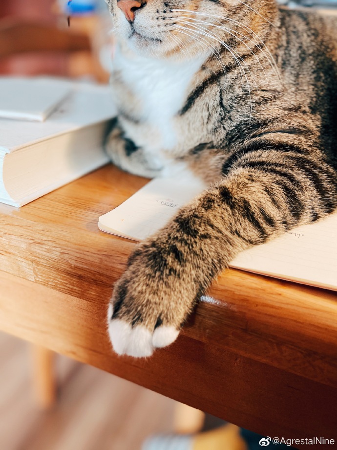 猫图片|宠物猫|猫咪|