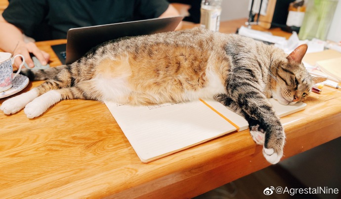 猫图片|宠物猫|猫咪|