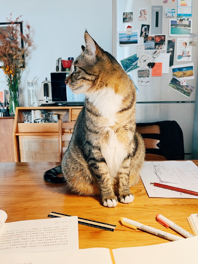 猫图片|宠物猫|猫咪|