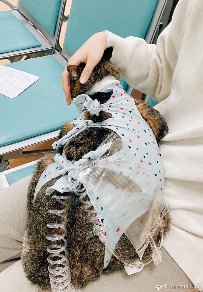 猫图片|宠物猫|猫咪|