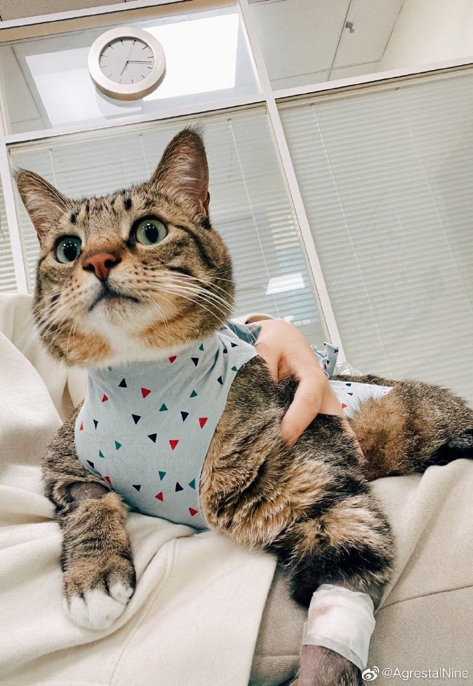 猫图片|宠物猫|猫咪|