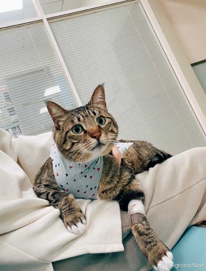 猫图片|宠物猫|猫咪|