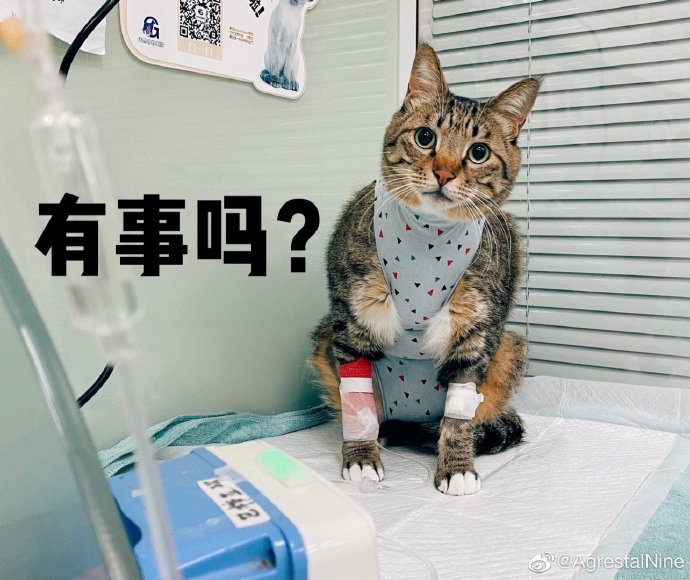 猫图片|宠物猫|猫咪|