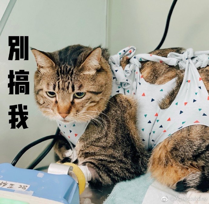 猫图片|宠物猫|猫咪|