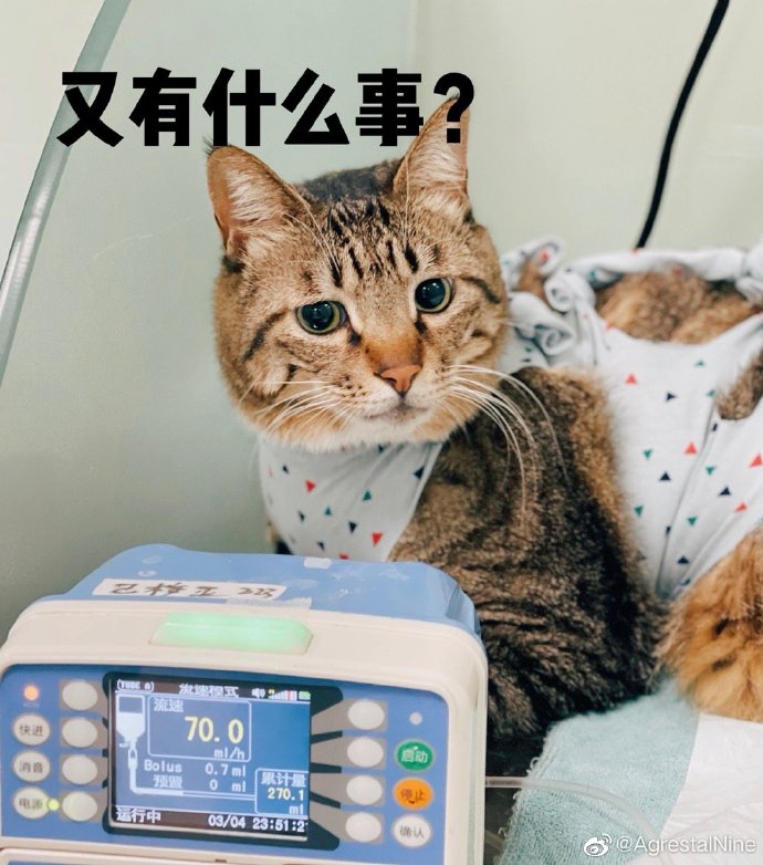 猫图片|宠物猫|猫咪|