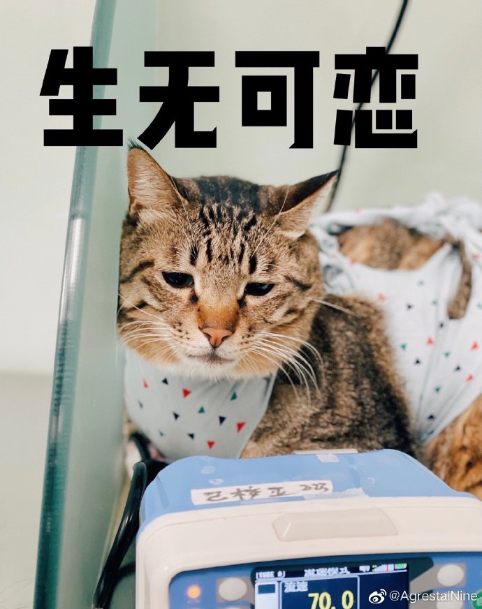 猫图片|宠物猫|猫咪|