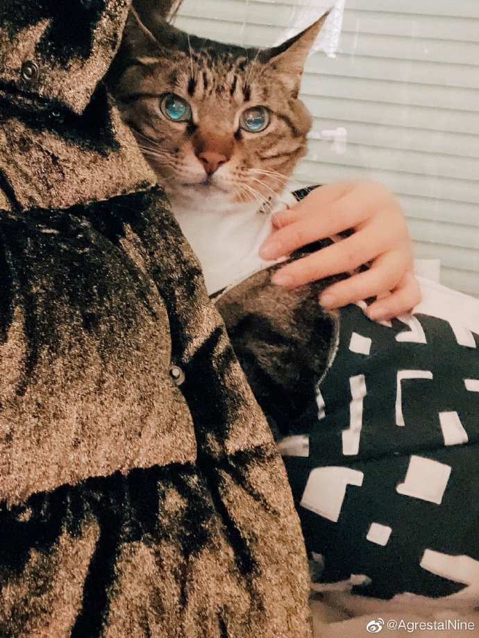 猫图片|宠物猫|猫咪|