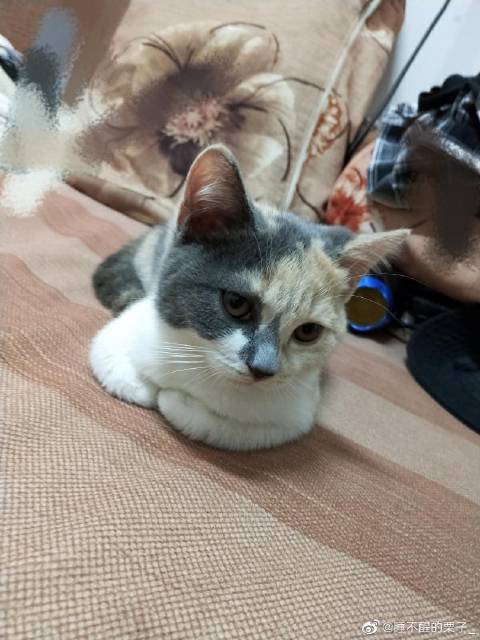 猫图片|宠物猫|猫咪|