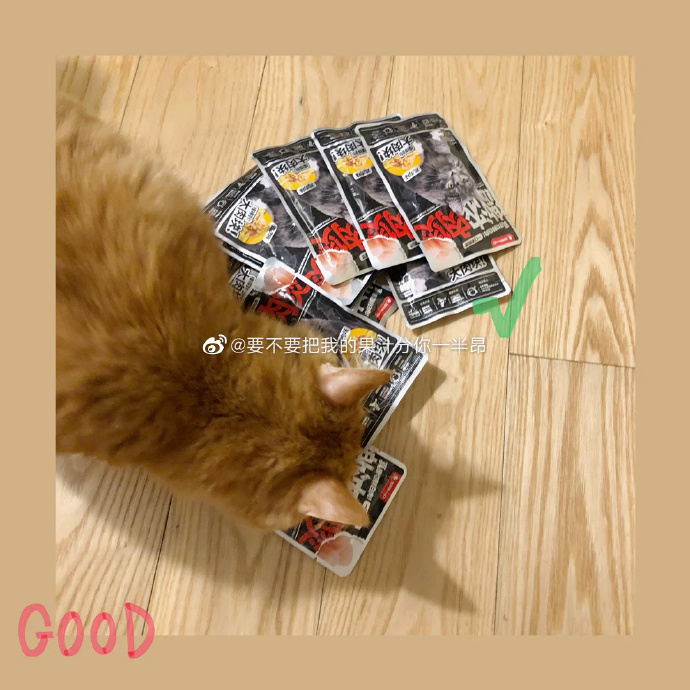 猫图片|宠物猫|猫咪|