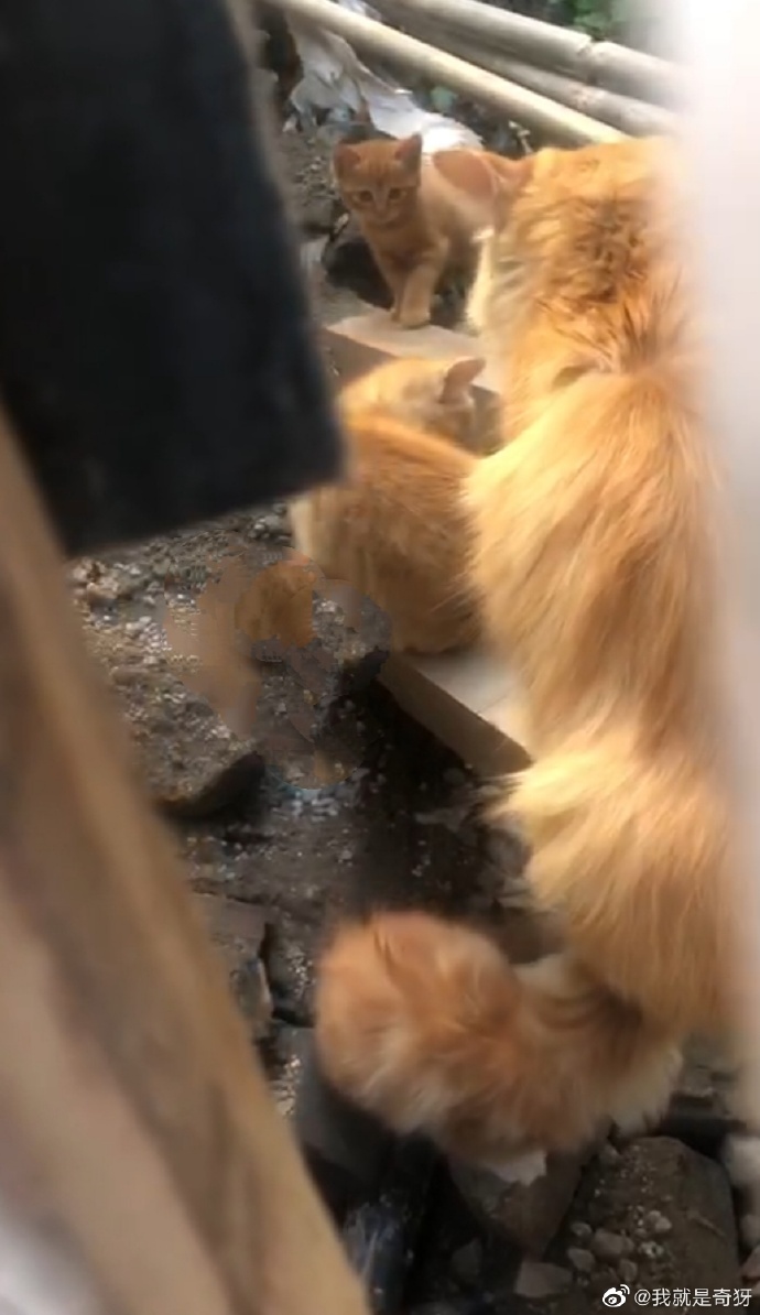 猫图片|宠物猫|猫咪|