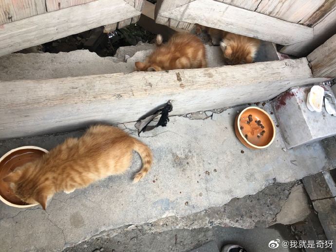 猫图片|宠物猫|猫咪|