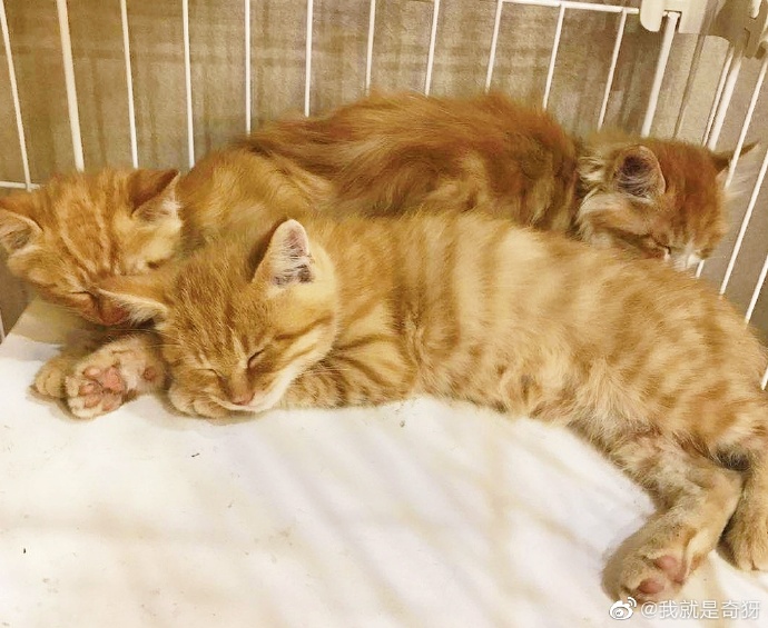 猫图片|宠物猫|猫咪|