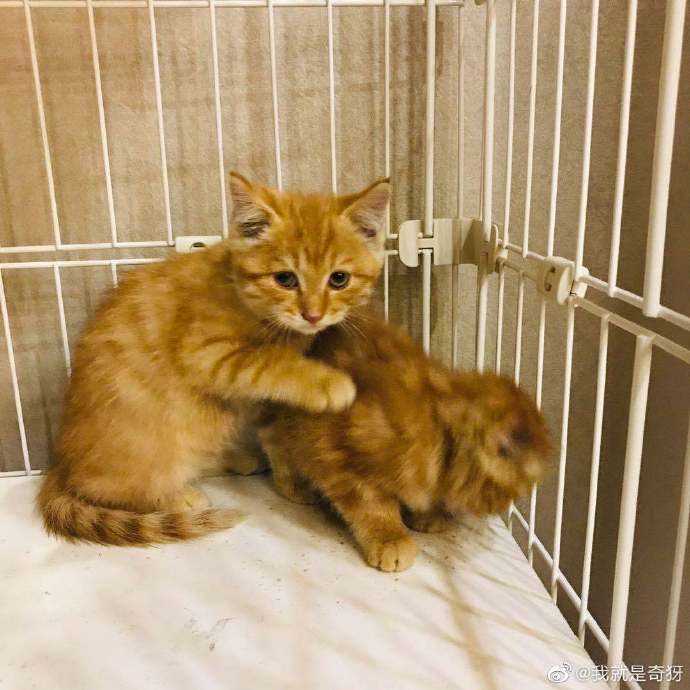 猫图片|宠物猫|猫咪|