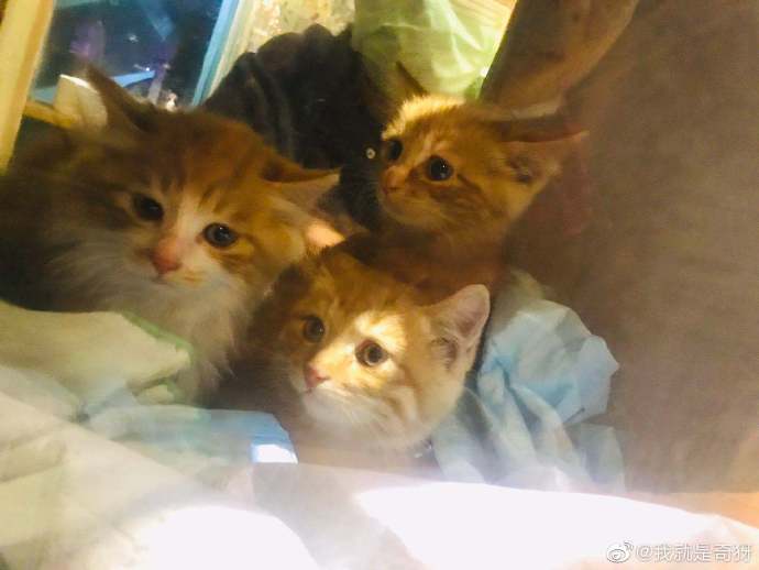 猫图片|宠物猫|猫咪|