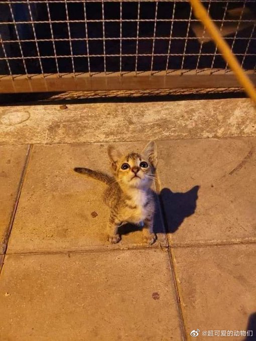 猫图片|宠物猫|猫咪|