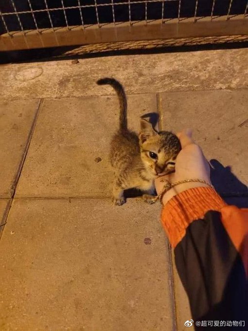 猫图片|宠物猫|猫咪|