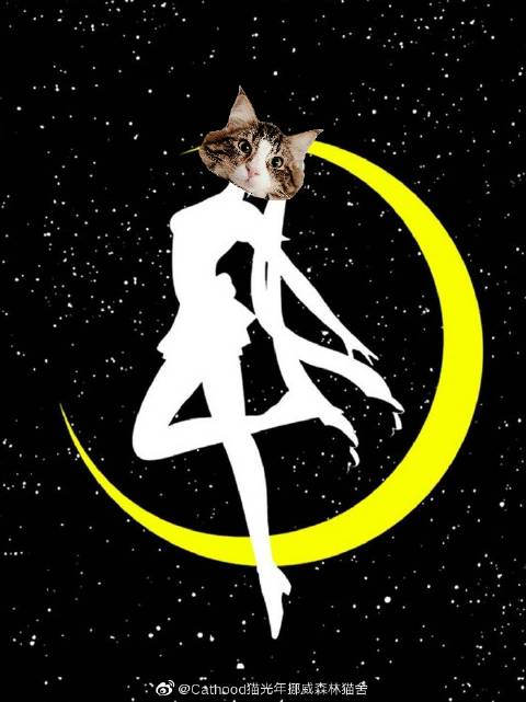 猫图片|宠物猫|猫咪|