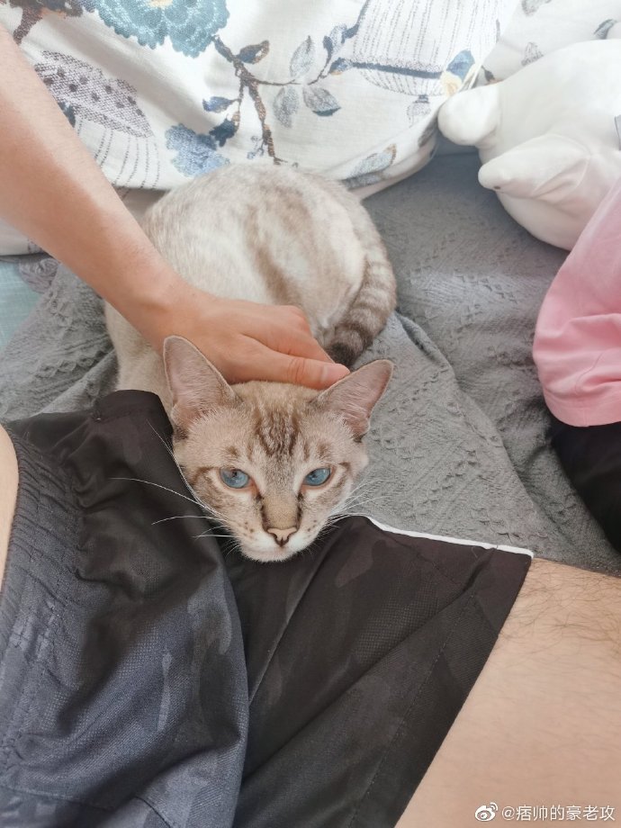 猫图片|宠物猫|猫咪|