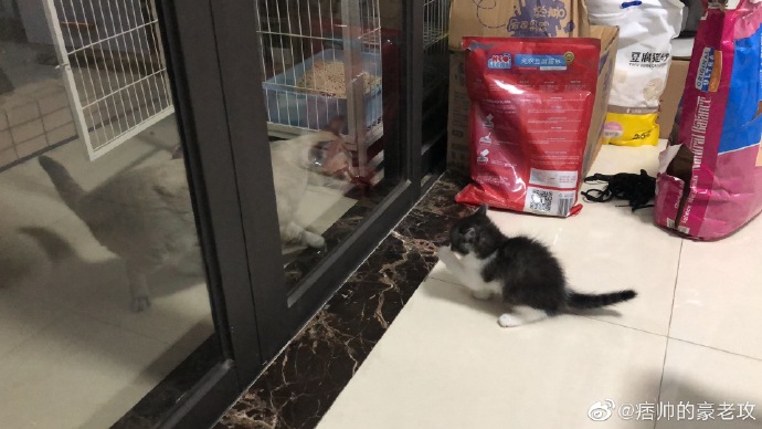 猫图片|宠物猫|猫咪|