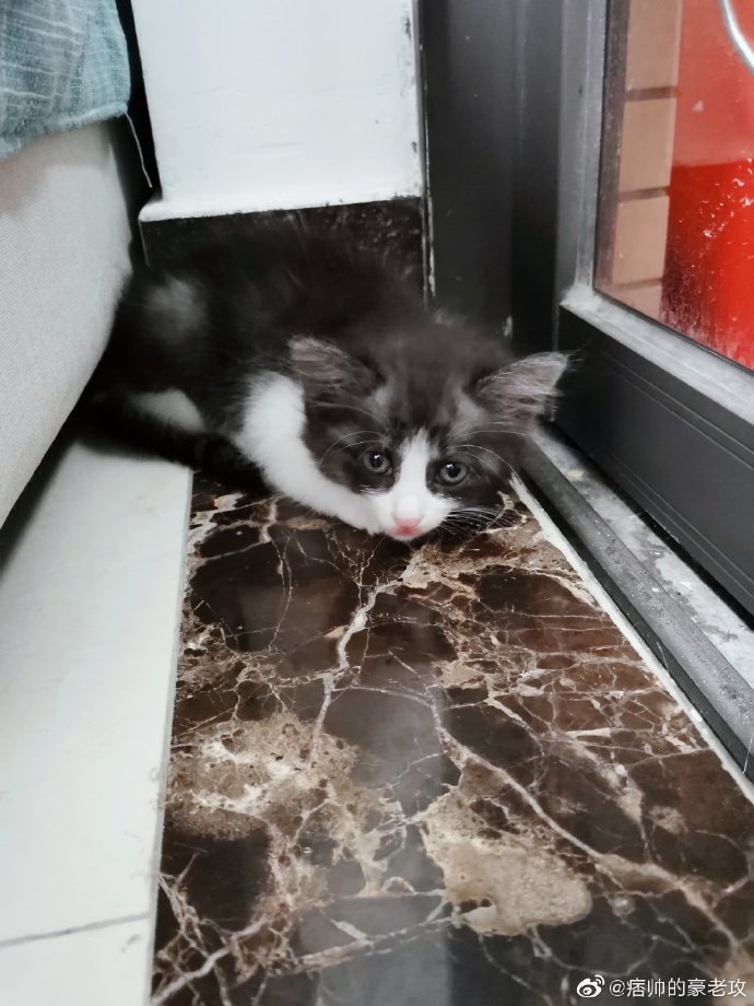 猫图片|宠物猫|猫咪|