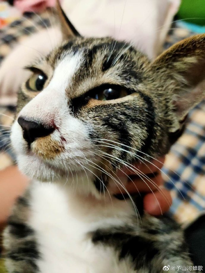 猫图片|宠物猫|猫咪|