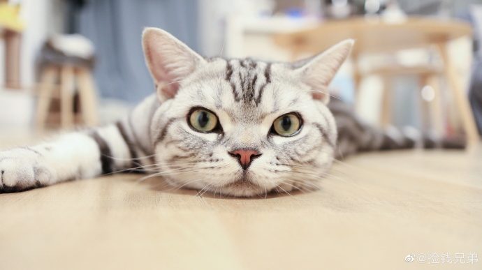 猫图片|宠物猫|猫咪|