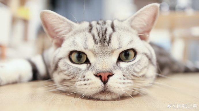 猫图片|宠物猫|猫咪|