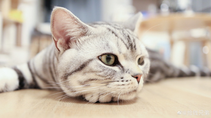 猫图片|宠物猫|猫咪|