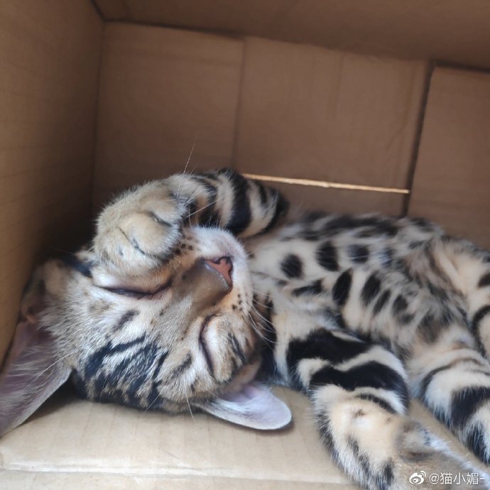 猫图片|宠物猫|猫咪|