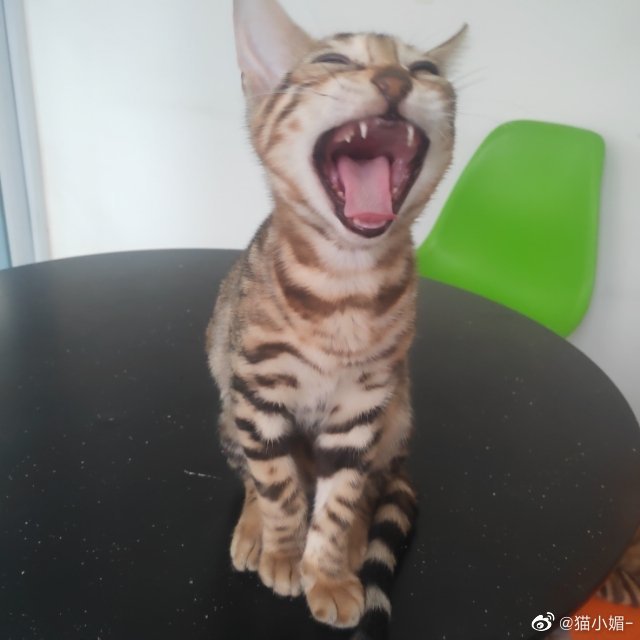 猫图片|宠物猫|猫咪|