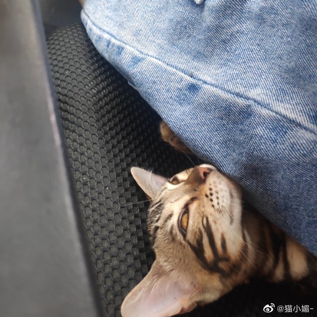 猫图片|宠物猫|猫咪|