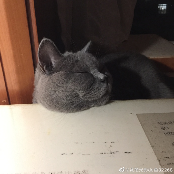 猫图片|宠物猫|猫咪|