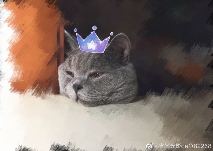 猫图片|宠物猫|猫咪|