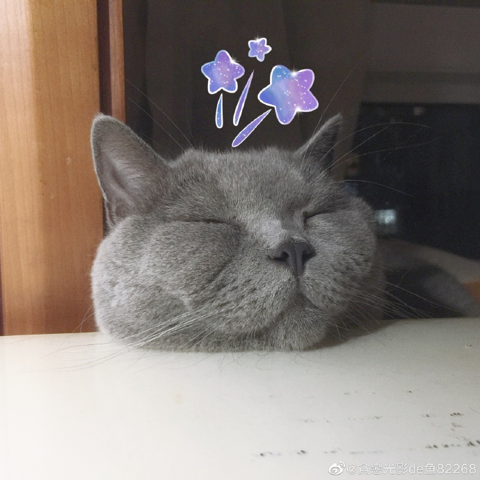 猫图片|宠物猫|猫咪|