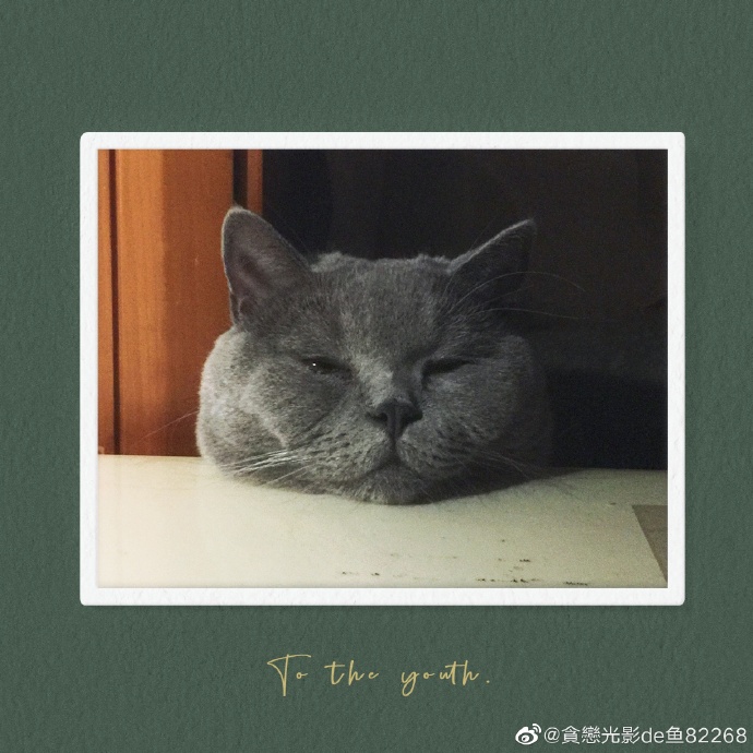 猫图片|宠物猫|猫咪|