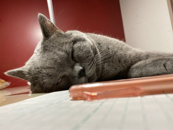 猫图片|宠物猫|猫咪|