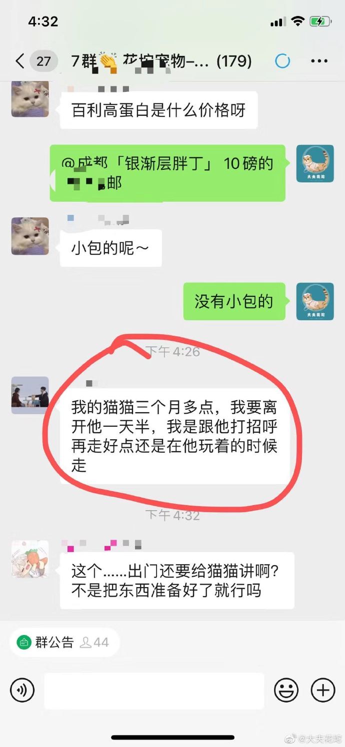 猫图片|宠物猫|猫咪|