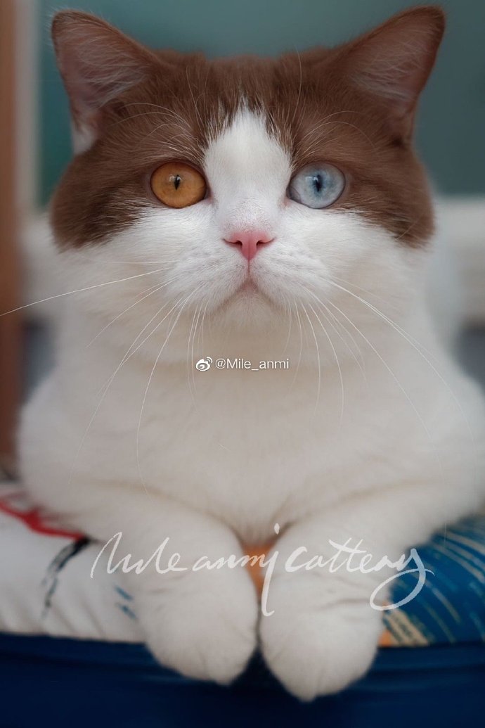 猫图片|宠物猫|猫咪|